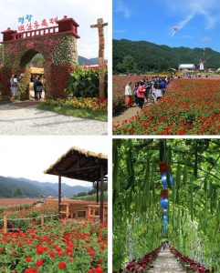 백일홍-축제-이미지